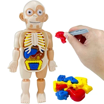 Copii de Învățământ Devreme Jucării de Învățare Organe Umane Model DIY Corpul Uman Puzzle-uri de Asamblare Kituri de Știință pentru Copii Jucării de Învățare